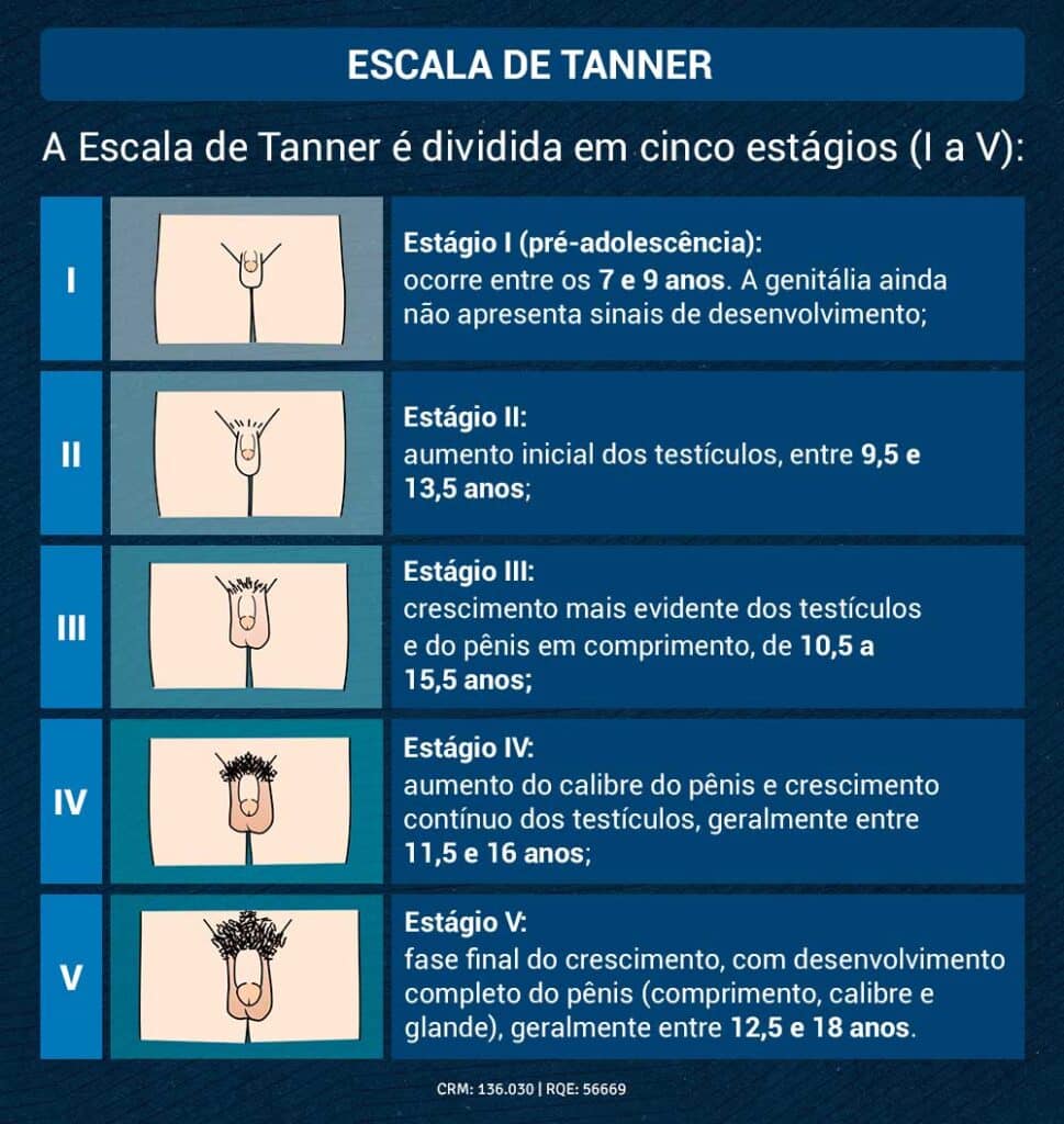 Escala de Tanner mostra desenvolvimento dos órgãos genitais masculinos. Escala de Tanner mostra desenvolvimento dos órgãos genitais masculinos.